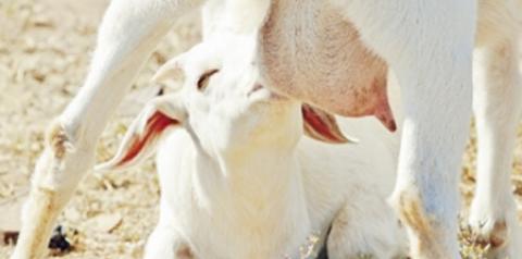 Período de lactação das cabras