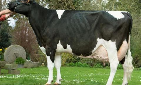 Secuencian por primera vez el genoma completo de una vaca lechera