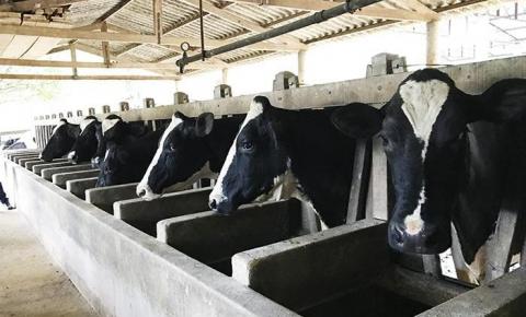 Propriedades que usam tecnologia produzem cinco vezes mais leite que a média nacional, diz Embrapa