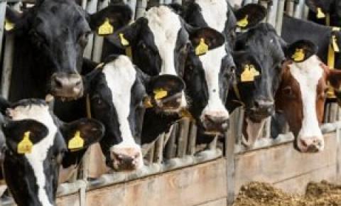 Produtores de leite cobram leis específicas para defesa do setor