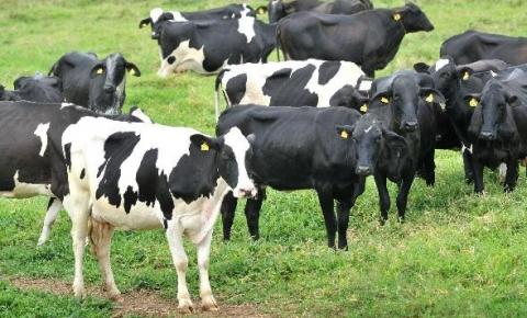 Produção de leite orgânico no Brasil tem projeto de pesquisa aprovado na Embrapa