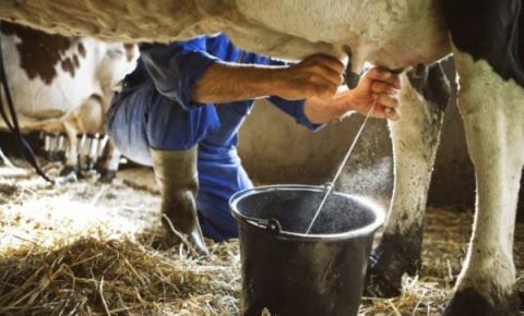 Dez orientações para pequenos e médios produtores melhorarem qualidade do leite
